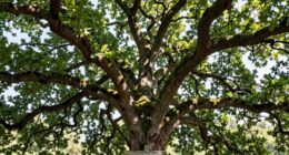 hanging height myth persists