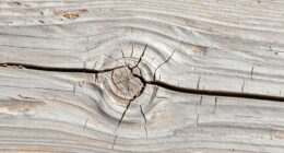 seasonal ground crack pattern