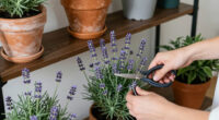 13 Best Lavender Plants in 2026